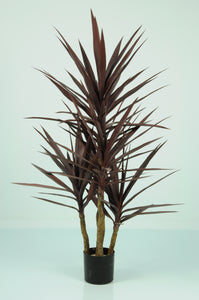 Yucca 5 Heads