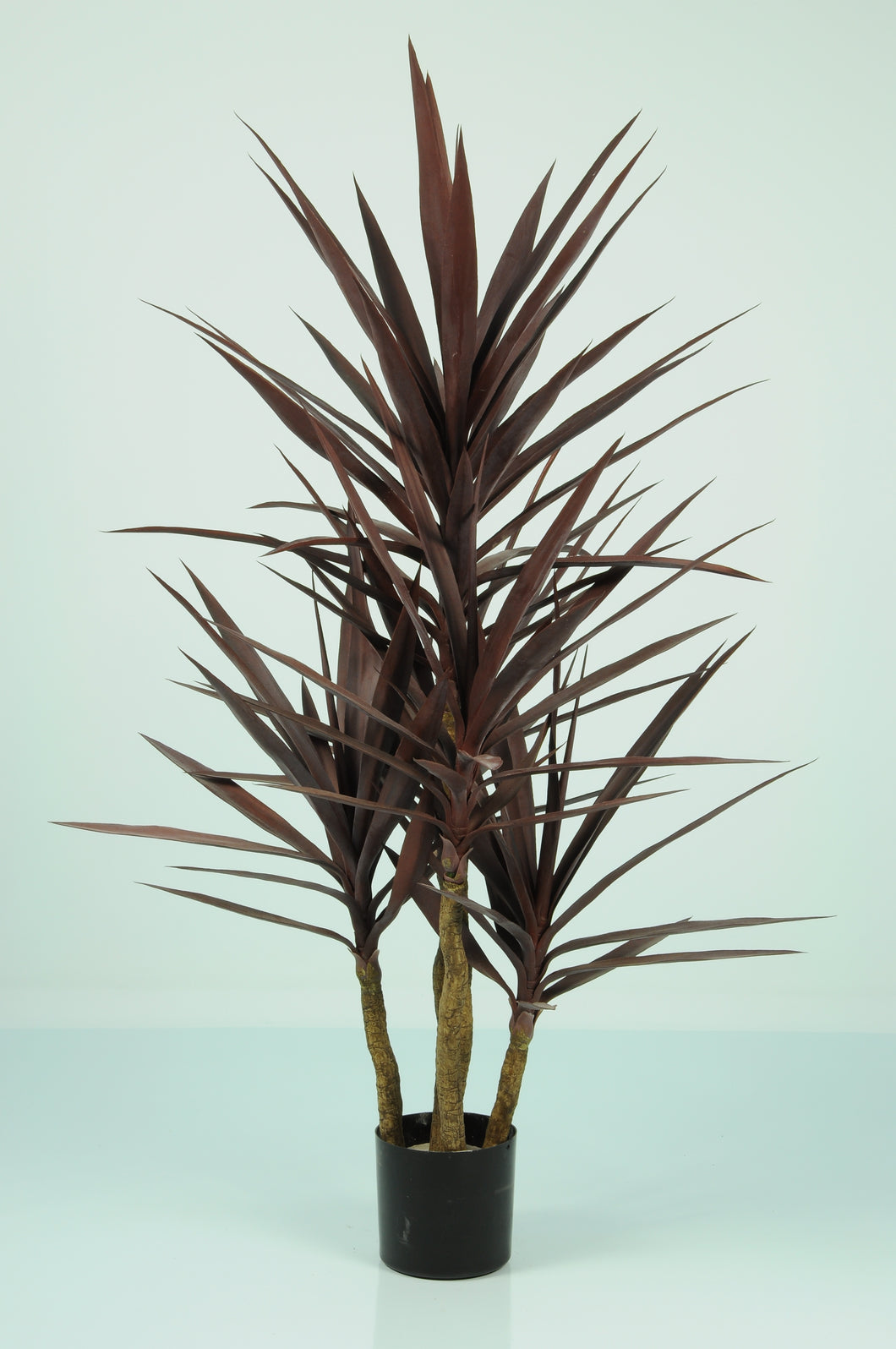 Yucca 5 Heads
